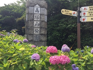 ajisai1.jpg