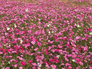 cosmos1.jpg