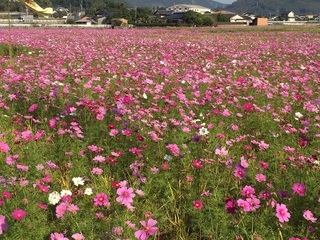 cosmos3.jpg