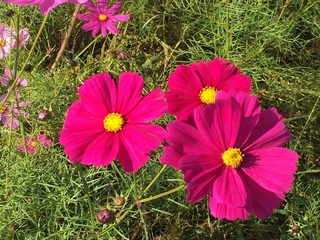 cosmos4.jpg