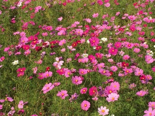 cosmos6.jpg