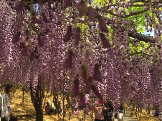 fuji1.jpg