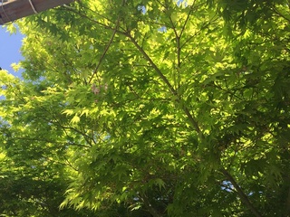 green.jpg
