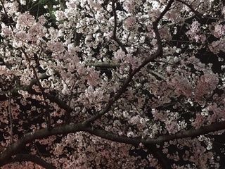 hanami2.jpg