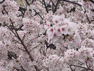 hanami3.jpg