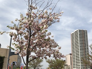 katuyama10.jpg