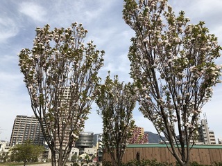 katuyama2.jpg