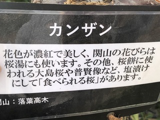 katuyama6.jpg