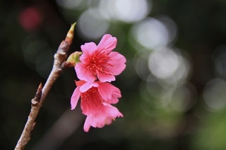okinawa2.jpg