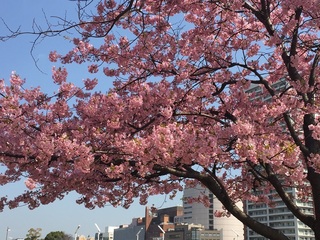 sakura1.jpg