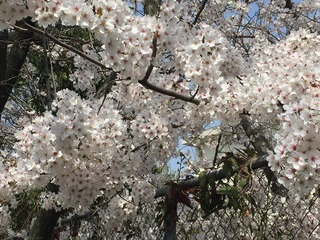 sakura1.jpg