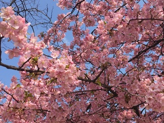 sakura2.jpg