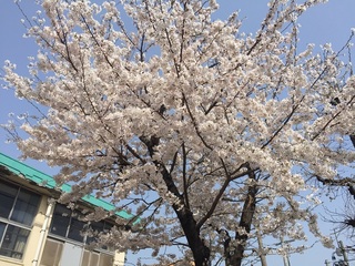 sakura2.jpg