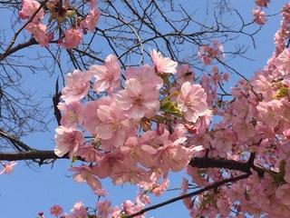 sakura3.jpg