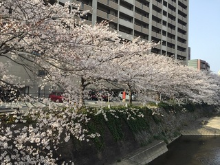 sakura4.jpg