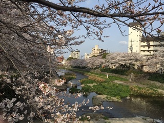 sakura5.jpg