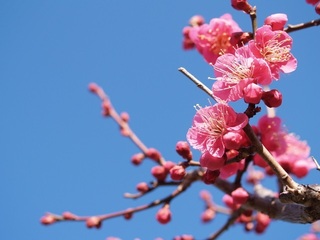 ume.jpg